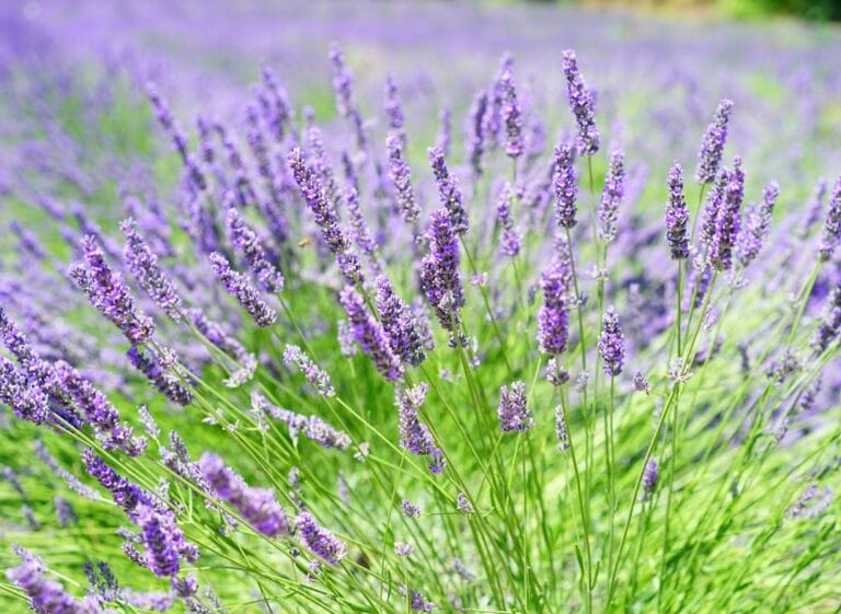 Healing Plants for Anxiety